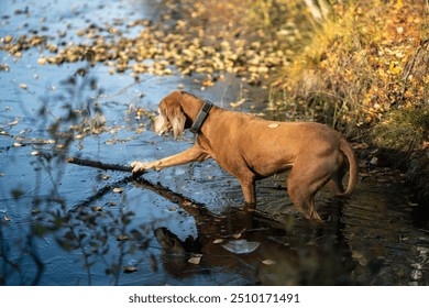 Active inquisitive dog walking in autumn forest standing in body of water trying to pull out stick. Interested canine magyar vizsla explores fall water in woodland attempting to fetch stick on strolls