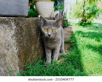 Un gatto meticcio con una soffice pelliccia color cenere e penetranti occhi color ambra camminava sul prato davanti alla casa.