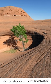 Drvo u rupi u stijeni, Dance Hall Rock, Hole-in-the-Rock Road, Grand Staircase Nacionalni spomenik Escalante, Utah, SAD