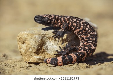 El monstruo de Gila (Heloderma subjectum) es una especie de lagarto venenoso nativo del suroeste de los Estados Unidos y del estado de Sonora, en el noroeste de México. Es un lagarto pesado y de movimientos generalmente lentos.