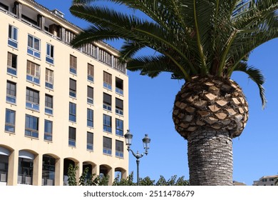 Ajaccio, Córcega - 11 de octubre de 2019: Palmera contra la fachada del edificio moderno bajo el cielo azul.