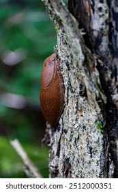 Nacktschnecke em Wald von Winterthur in der Schweiz