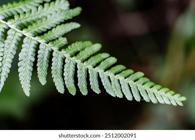 Farn im Wald von Winterthur, Suíça