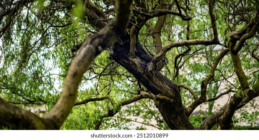 Alter Baum em Wald von Winterthur, Suíça