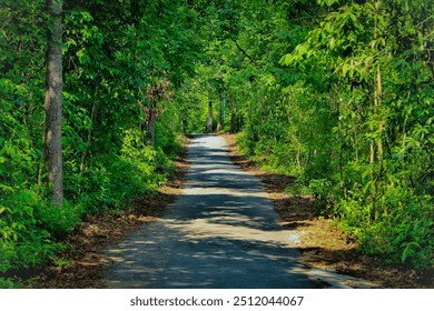 Empty forest road on sunny day