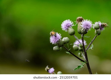 Biene auf Blume im Wald von Winterthur, Suíça