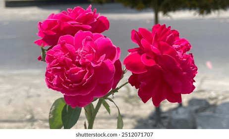 three beautiful red roses in the yard
