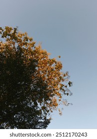 Ästhetische Tapete mit Himmel und Baum