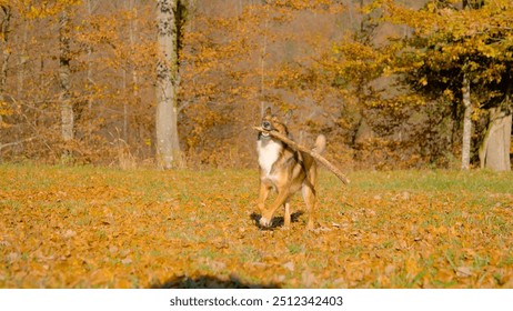 Adorable young dog joyfully retrieves a wooden stick found at the edge of an autumn forest. Genuine happiness of a brown mixed breed dog during a walk and play in colourful nature of fall season.
