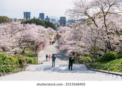Japończycy na schodach na szczycie wzgórza z kwitnącą wiśnią lub tunelem z drzewami sakura i widokiem na miasto Fukuoka w parku Nishi, Kiusiu, Japonia. Oto jedno ze 100 najlepszych miejsc do oglądania kwitnącej wiśni w Japonii.