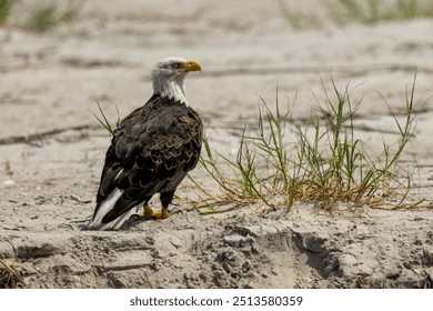 Aquila calva americana appollaiata su una spiaggia sabbiosa