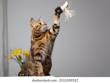 A playful cat stretches to grab a toy, displaying its agility and natural curiosity about its surroundings
