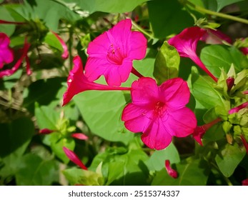 Nahaufnahme vun de rosa Blummen vun der Mirabilis jalapa, dem Wonner vu Peru oder der Véier-Auer-Blumm, der am heefegsten ugebauter Zierart vun der Mirabilis-Planz.