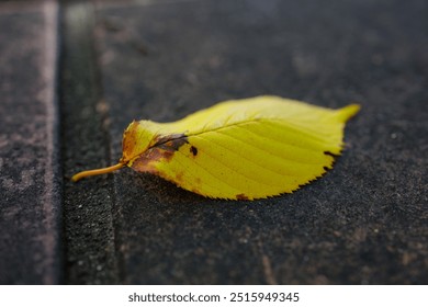 Una foglia giallo brillante giace da sola su una superficie scura e ruvida. Le venature della foglia sono chiaramente visibili e i suoi bordi sono finemente seghettati. Vicino allo stelo ci sono macchie di marrone e rosso ambra.