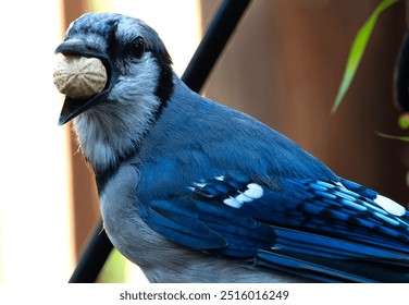 Bluejay na palubi sa kikirikijem