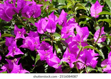Pemandangan Dekat Bunga Bougainvillea Lila yang Mekar di Taman Musim Panas