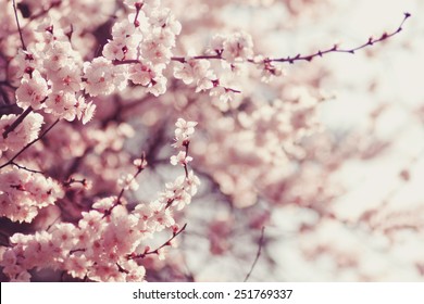 春の桜、ピンクの花。