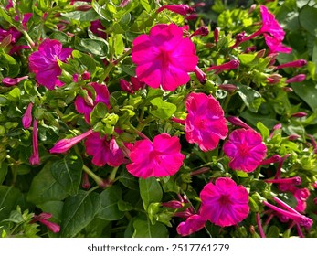 Planz Mirabilis jalapa Véier Auer Blumm oder Wonner vu Peru