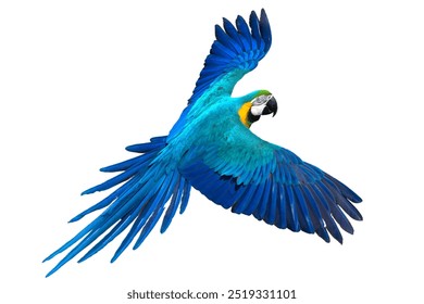 白い背景に隔離された空飛ぶコンゴウインコのオウム。