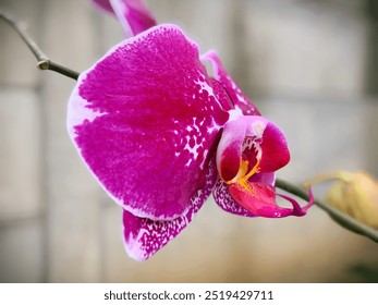 Portret van een Phalaenopsis Os Happy girl of paarse maanorchidee bloem met witte vlekken tegen een wazige achtergrond van een muur in de tuin, gezien vanaf de zijkant