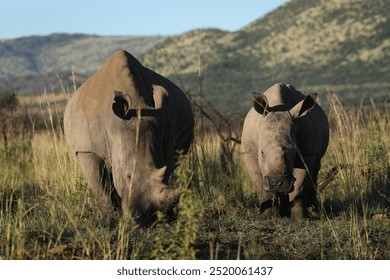 Southern White Rhinoceros with calf in Pilanesberg National Park