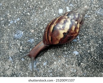Karte, Kunst, Essen, Papier, Tapete, süß, Sand, Wasser, Meeresfrüchte, Cartoon, Strand, Fisch, Krabbe, Ozean, Meer, Gemüse, Bild, Muschel, Wald, grün, langsam, Hintergrund, Zuhause, Schnecke, Pflanze, Garten, Natur,