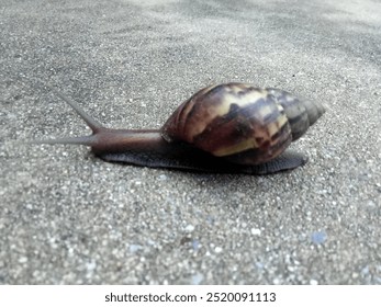 Karte, Kunst, Essen, Papier, Tapete, süß, Sand, Wasser, Meeresfrüchte, Cartoon, Strand, Fisch, Krabbe, Ozean, Meer, Gemüse, Bild, Muschel, Wald, grün, langsam, Hintergrund, Zuhause, Schnecke, Pflanze, Garten, Natur,