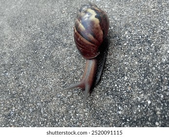 Karte, Kunst, Essen, Papier, Tapete, süß, Sand, Wasser, Meeresfrüchte, Cartoon, Strand, Fisch, Krabbe, Ozean, Meer, Gemüse, Bild, Muschel, Wald, grün, langsam, Hintergrund, Zuhause, Schnecke, Pflanze, Garten, Natur,