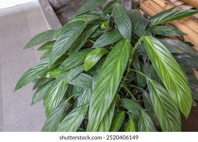 Epipremnum aplissimum, Edera del Diavolo o Pothos Silver Streak