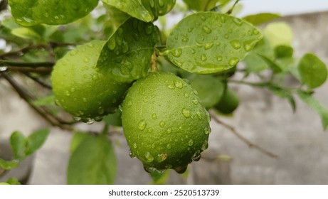 Des gouttes d'eau brillantes comme des perles sur un citron