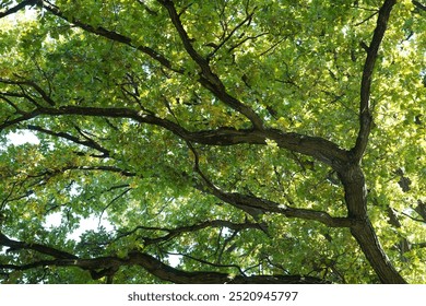 Primer plano de un roble en otoño