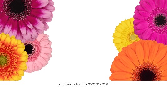 กรอบดอกเจอร์เบร่าบนพื้นหลังสีขาวพร้อมช่องว่างสำหรับใส่ข้อความ มุมมองด้านบน วางแบบแบน