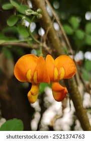 merapatkan dua bunga lucu tumbuhan yang kelihatan aneh dengan latar belakang penunggang basikal gelap, format potret, kertas dinding romantis, hidupan pegun atmosfera, berwarna-warni damai bersinar alam semula jadi yang kuat