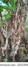 乾燥したバナナの葉、水なし、そして太陽の光が強すぎる。
