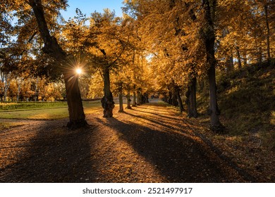 Hermosa escena otoñal en Suecia con una avenida de árboles iluminada por la luz del sol.