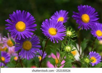 庭に咲く紫のアスター
