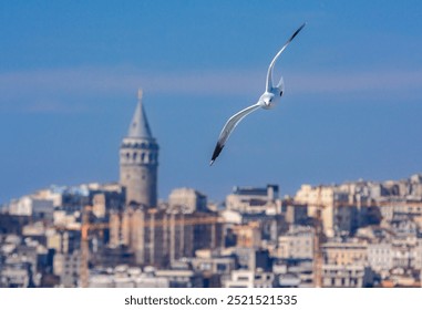 Torre di Galata e i bambini randagi del cielo, Gabbiano!