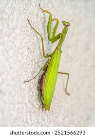 Foto em close de um louva-a-deus subindo em uma parede branca