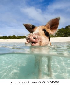 埃克蘇馬 巴哈馬 豬 動物 旅行