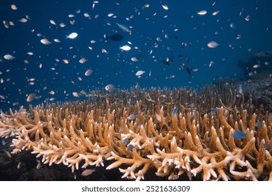 珊瑚三角區健康珊瑚礁上方的海洋生物多樣性