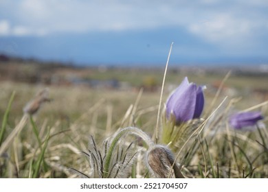 Koniklec, Pulsatilla, pasqueflower, violeta, rosa,