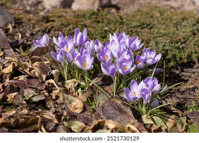 bunga crocus ungu yang sedang mekar di taman pada musim semi