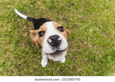 Pamje nga afër e një qenush Beagle