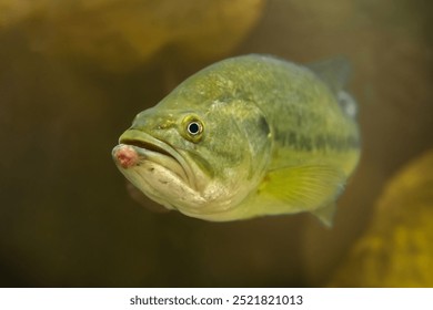 大嘴鱸魚在黑暗的溫水中。令人印象深刻的獵魚側面有深綠色的側線。北美受歡迎的釣魚目標。淡水掠食者。受控條件