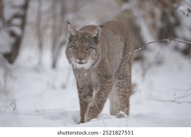 雪の上を歩くオオヤマネコ、オオヤマネコ、冬、雪、小道、歩く、オオヤマネコ、オオヤマネコ、野生の猫、ヨーロッパ、捕食動物、食物連鎖、野生の猫、大型捕食動物、頂点捕食者、猫、野生、ネコ科、毛皮、野生の猫、肉食動物、狩猟