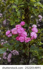 Rose Rubi Queen. Varietà squisite di rose nel roseto. Foto verticale