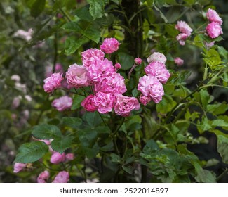 Rose Rubi Queen. Varietà squisite di rose nel roseto. Primo piano