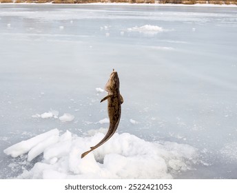 Eisfischen. Angeln auf Aalmutter (Lota lota) im Spätwinter auf den nördlichen Flüssen. Angelschnur für Grundfischerei (Leger Rig)