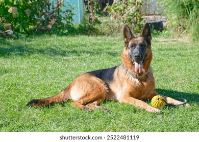 Cane pastore tedesco sdraiato sull'erba verde