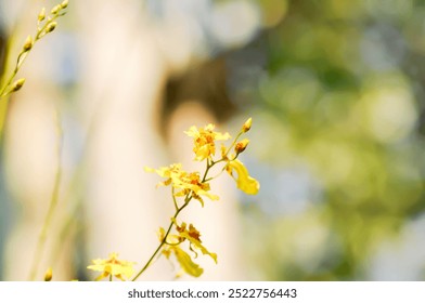 orhidee galbenă oncidium sau floare de orhidee galbenă, flori de orhidee